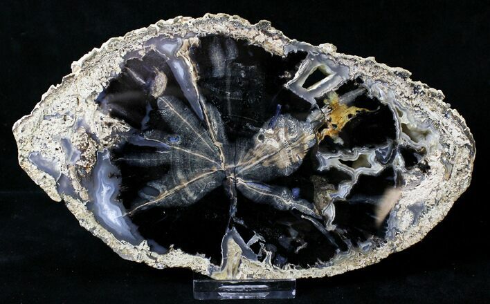 Petrified Wood Slice - Eden Valley, Wyoming #19326